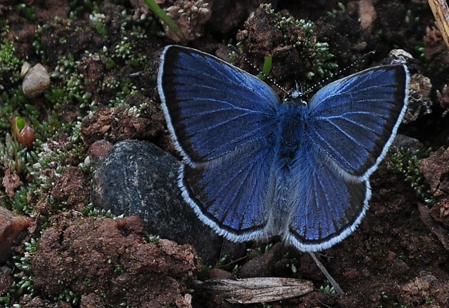 blue copper butterfly